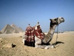 Экскурсии в Египте и Тунисе